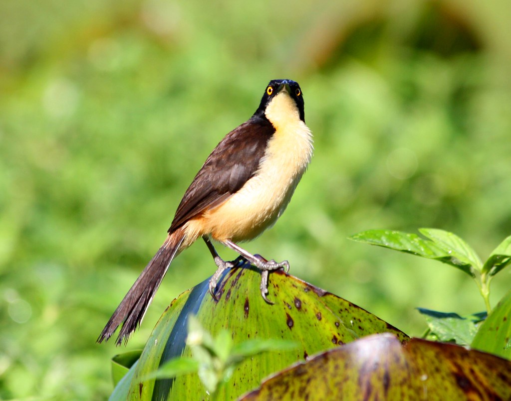 Mallorquin Eco Park Tour Barranquilla: Mangroves & Wildlife (2026)