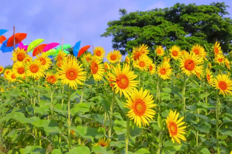 La Ruta del Girasol: The Sunflower Fields