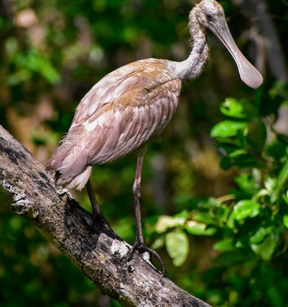 Ciénaga de Mallorquín Ecopark